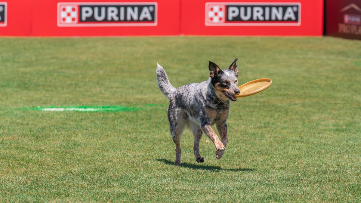 Purina-Dog-Challenge-2024-Justin-42